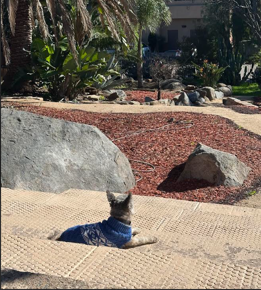 Dog overlooking yard