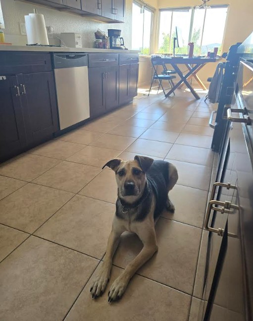 Dog relaxing indoors in a calm home environment