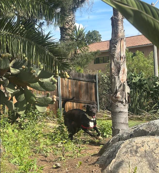 Dog running happily in the yard